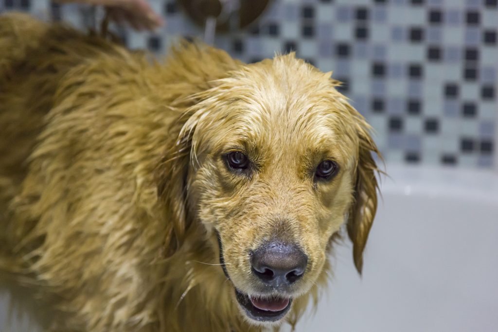 paso-a-paso-para-bañar-a-un-perro-en-casa